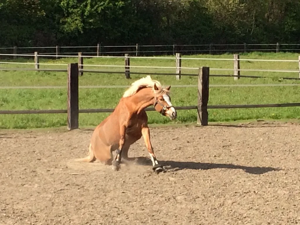 Reitanlage Danielshof - photo 2