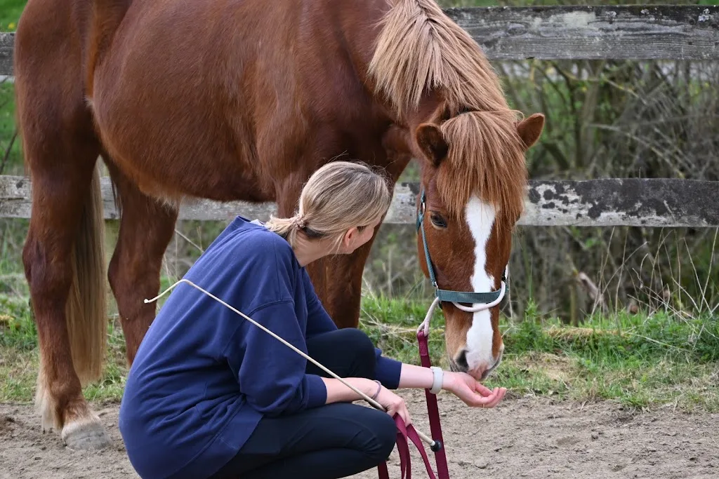 SAPHIRS - Horses in Balance - photo 2