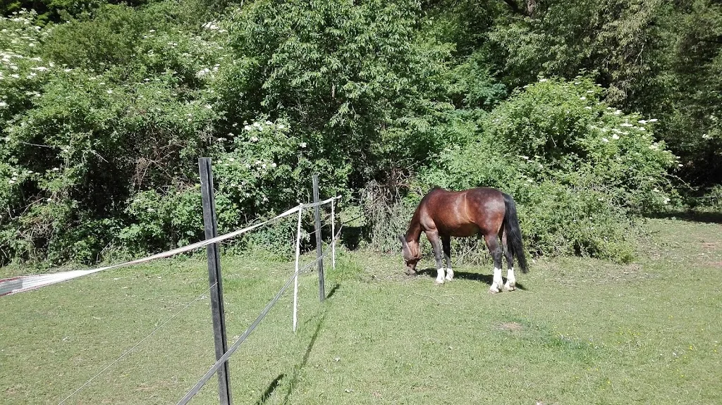Mensch und Pferd im Blick - Foto 1