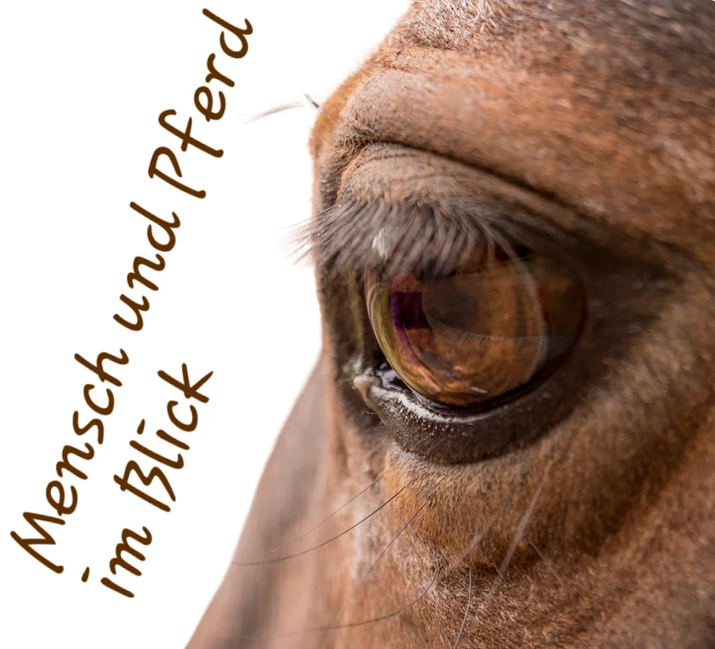 Mensch und Pferd im Blick - Foto 2