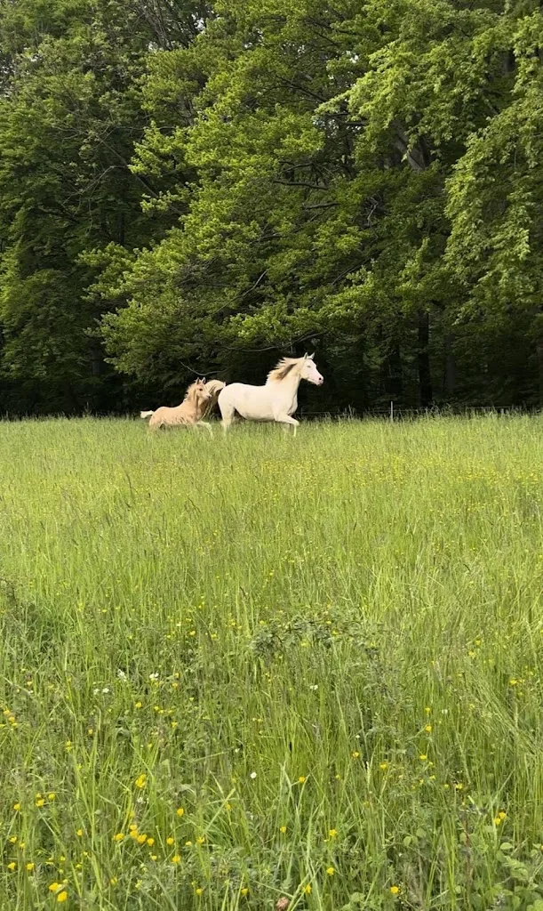 Zucht- und Ausbildungsstall Hof Alte Burg - Foto 1