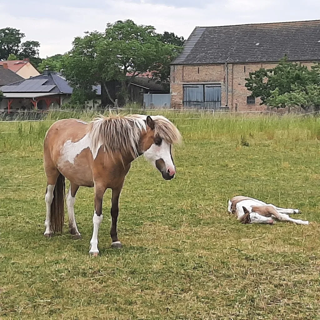 Katrins Ponyhof & Landwirtschaftsbetrieb Katrin Neumann - Foto 1