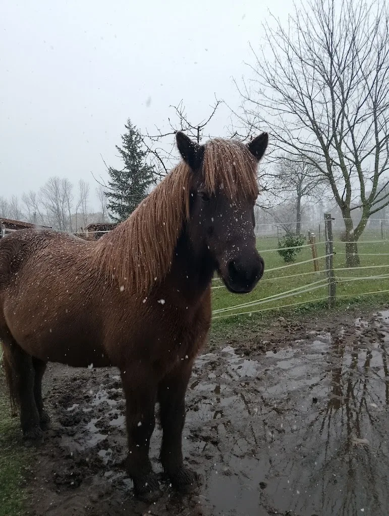 Katrins Ponyhof & Landwirtschaftsbetrieb Katrin Neumann - Foto 2