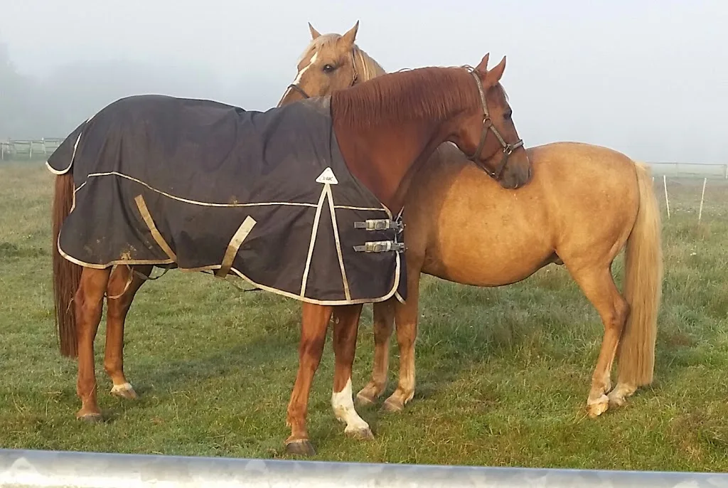 Reitanlage Deegen Hoff Toppenstedt - Foto 1