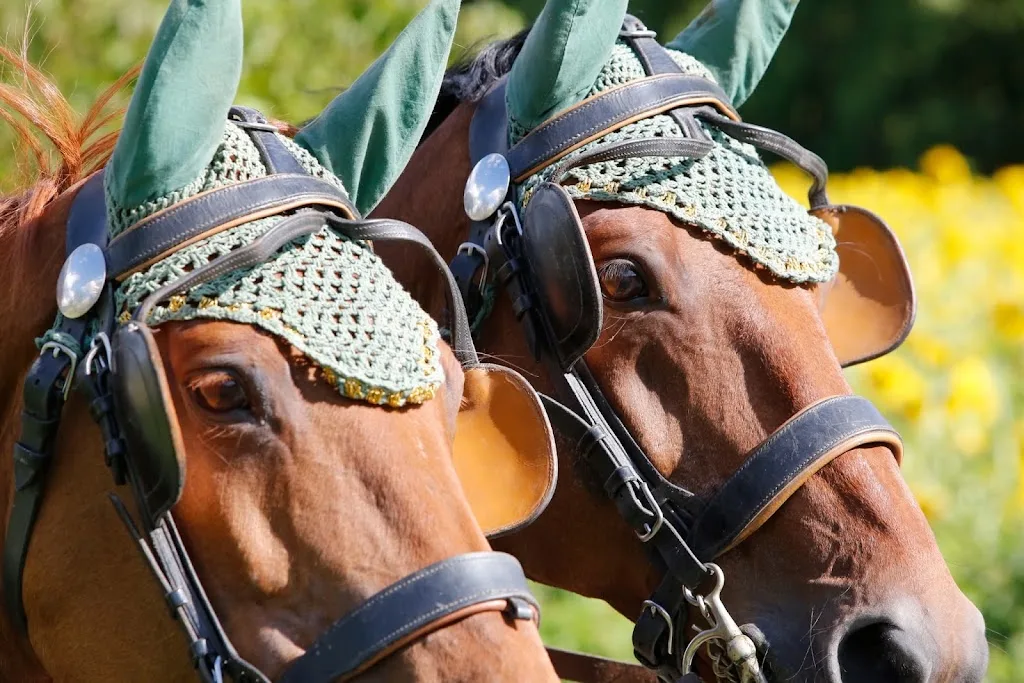 Quickland Stables - Foto 2