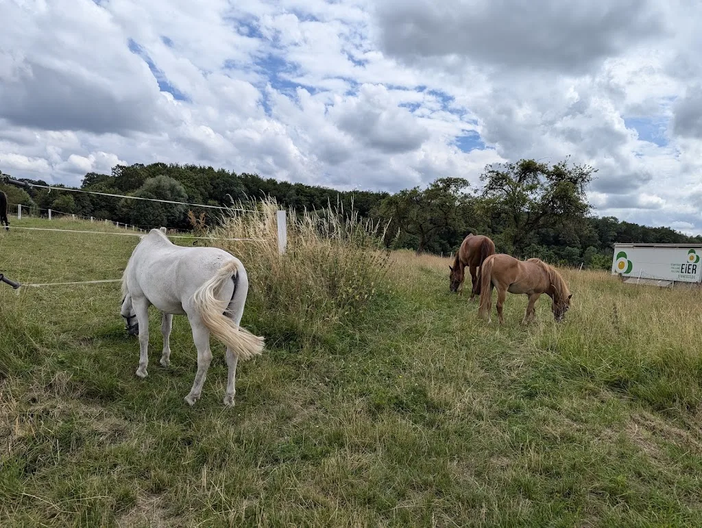 Quickland Stables - Foto 3