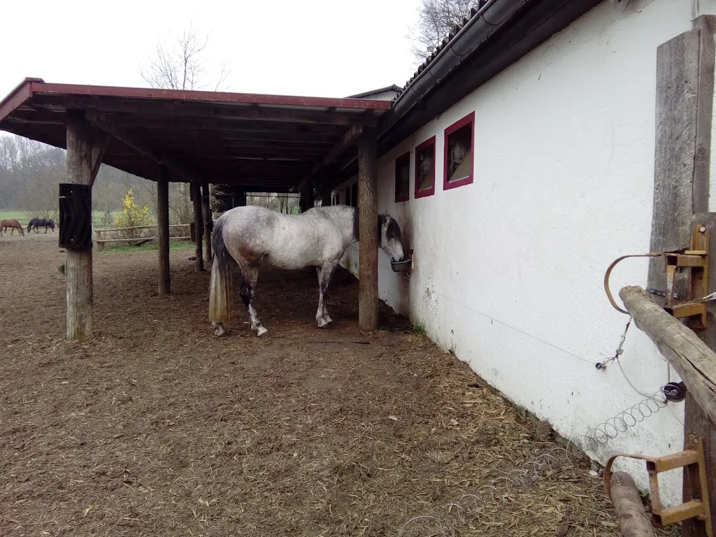Pferdepension Bringmann - photo 3