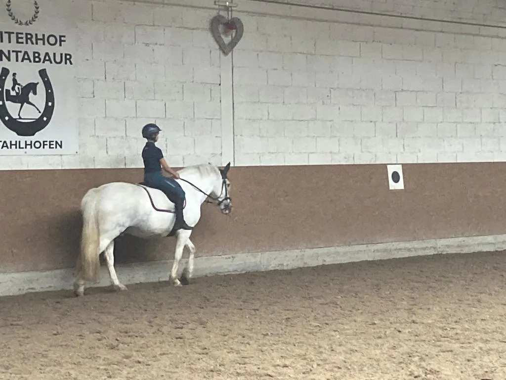 Zucht- und Reitanlage Rother Hof - photo 3