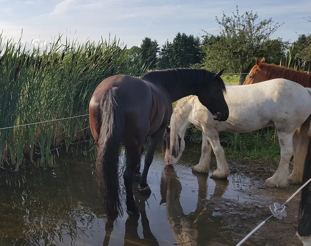 Aktivstall Vorsee - Foto 1