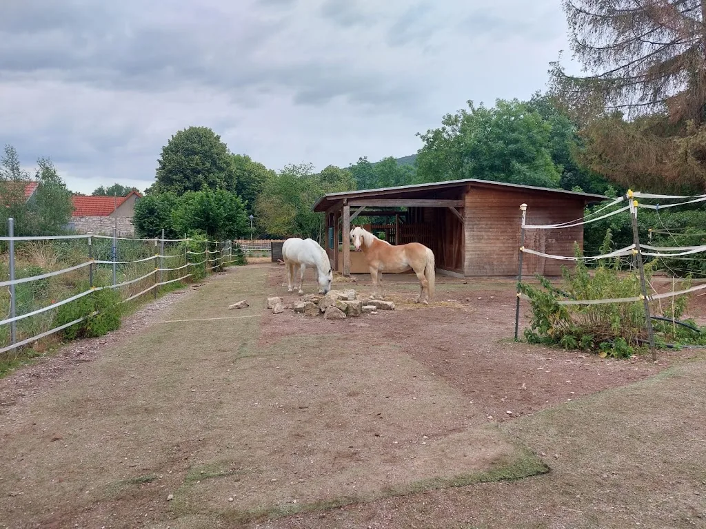 Islandpferde vom Schulplan - photo 1