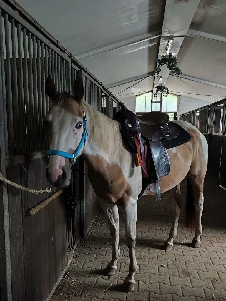 JP-Trainingstable/ Reitanlage Nägelspitz Kirn - Foto 3
