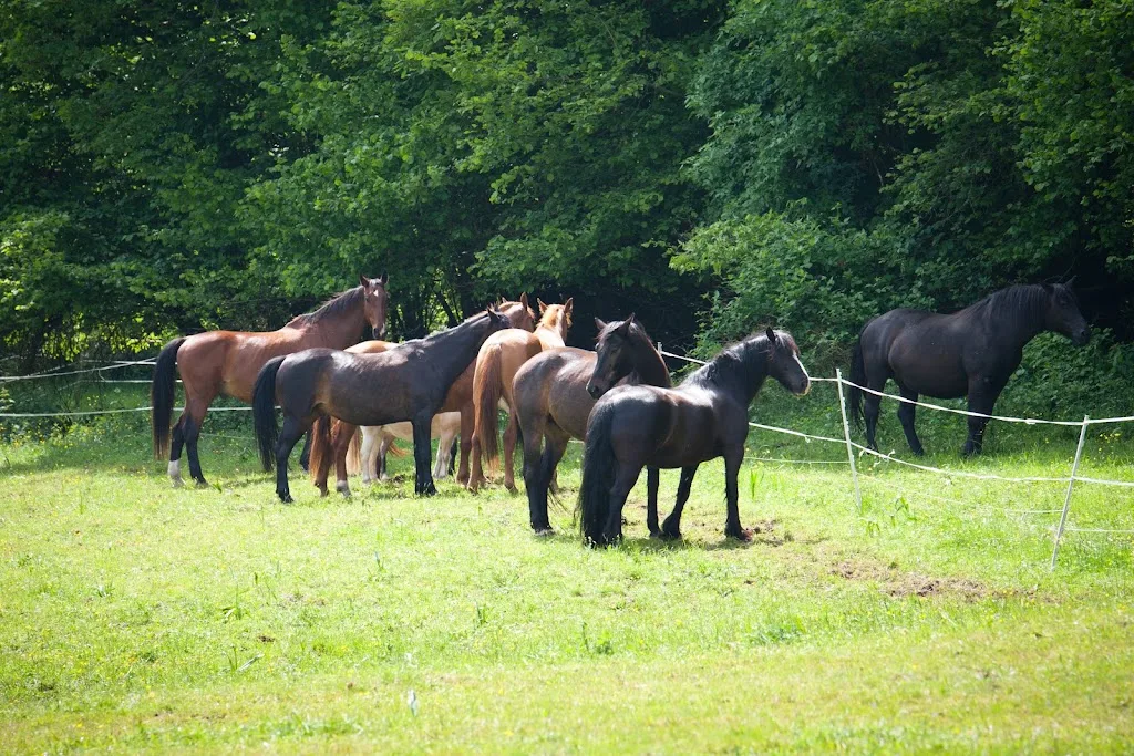 Hazelvalleyhorses - photo 2