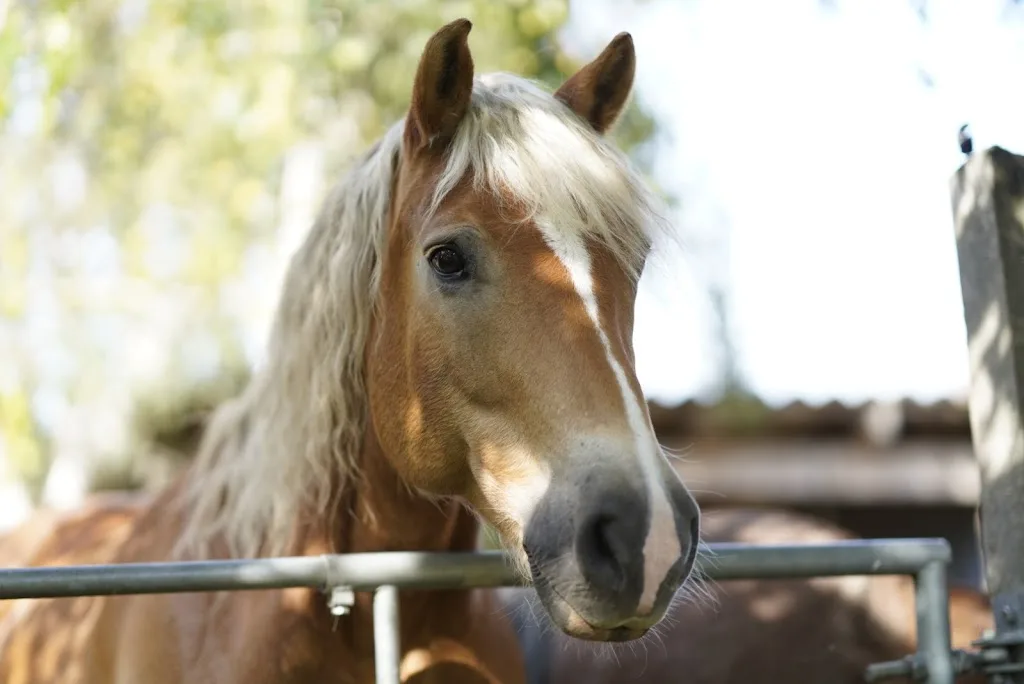 Reittherapie Löwenherz - Foto 2