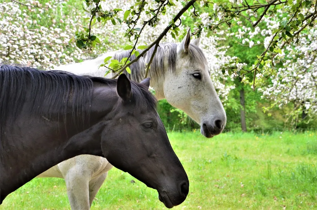 Reitsportzentrum PILANTHO - Foto 1