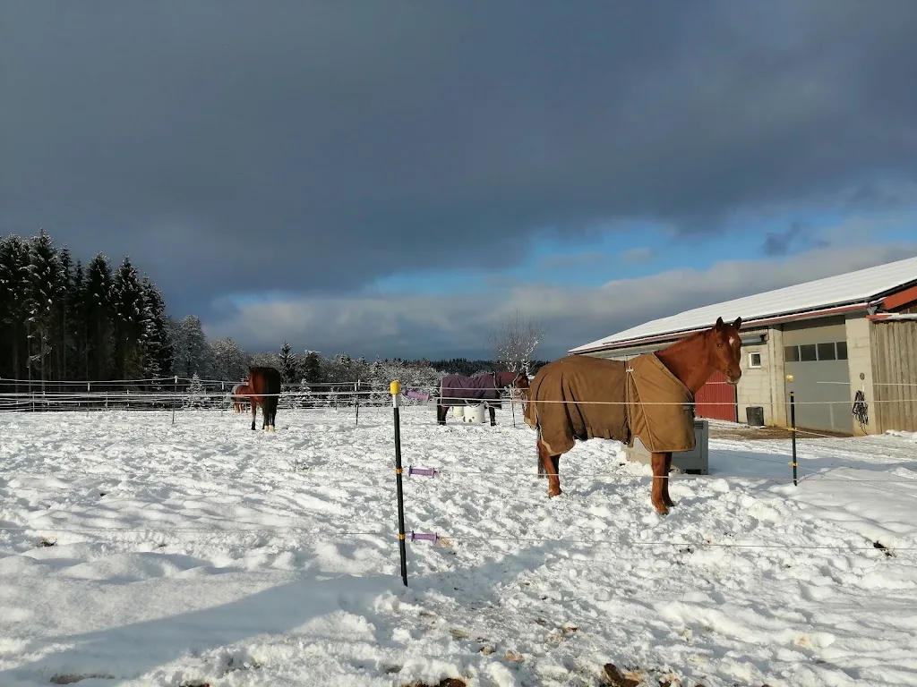 Reitstall Wiedmann - Foto 2