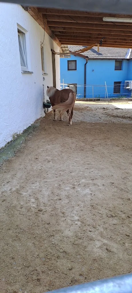 sun star ranch - photo 3