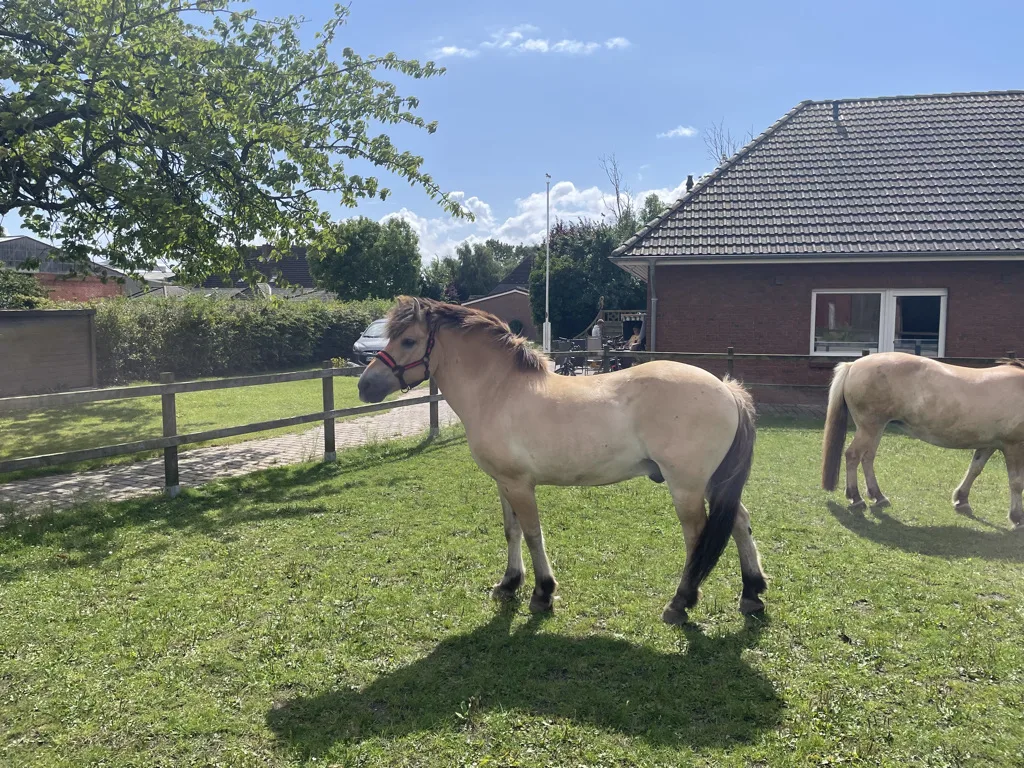 Montys Pferde-Ranch - Foto 1