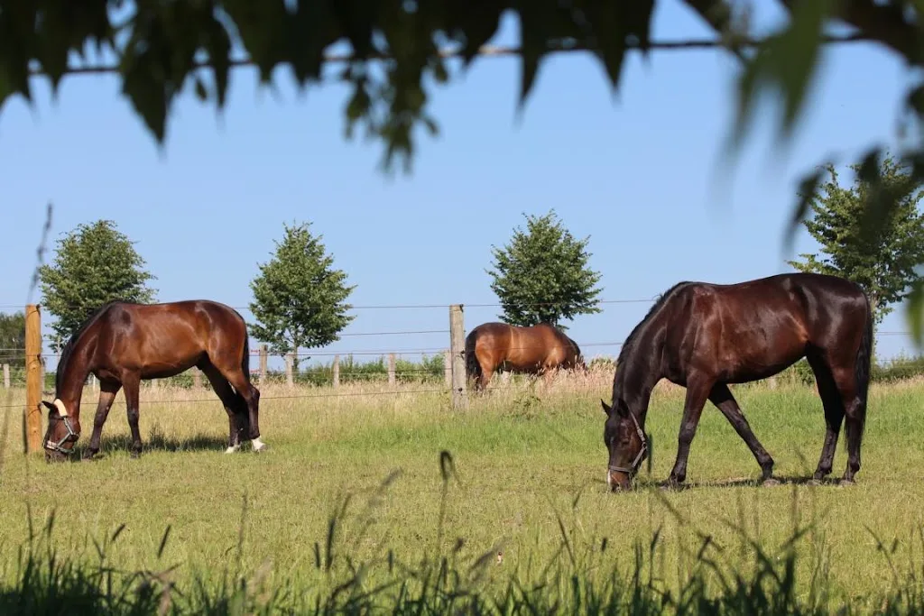 Reitsportzentrum Bad Pyrmont - photo 2