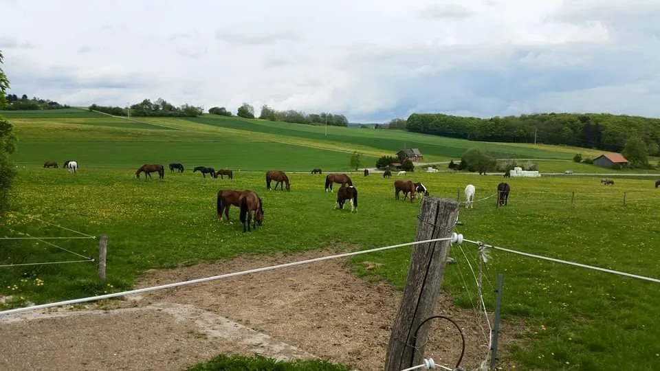 Pferdepension "Hohenrainhof" - Foto 2