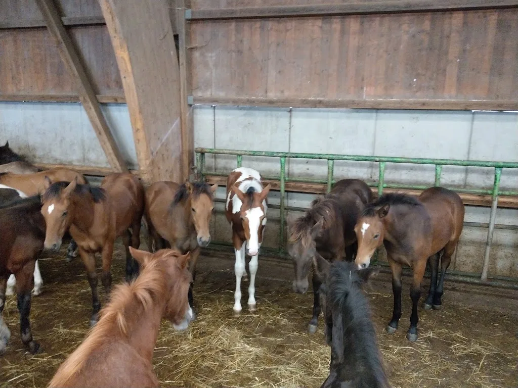 Paint Horses Zucht Odenwald - Foto 1