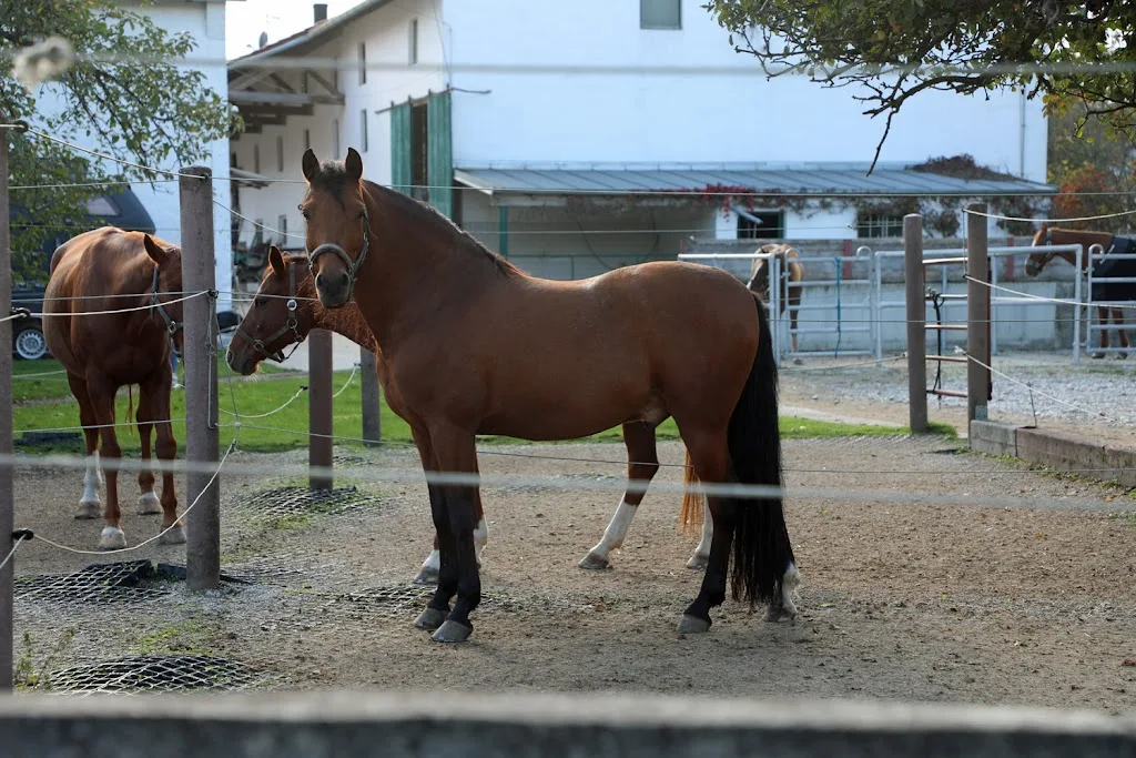 Reitstall Friedinger - Foto 1