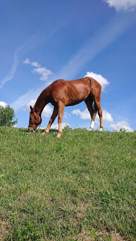 Reitanlage Hassenröther Höhe - Foto 3