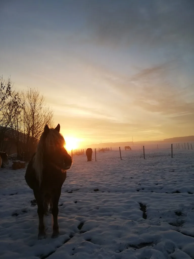 Ponyhof Priemen - photo 2