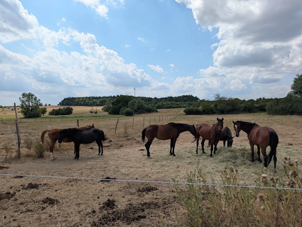 Reitanlage Biringen - Foto 3
