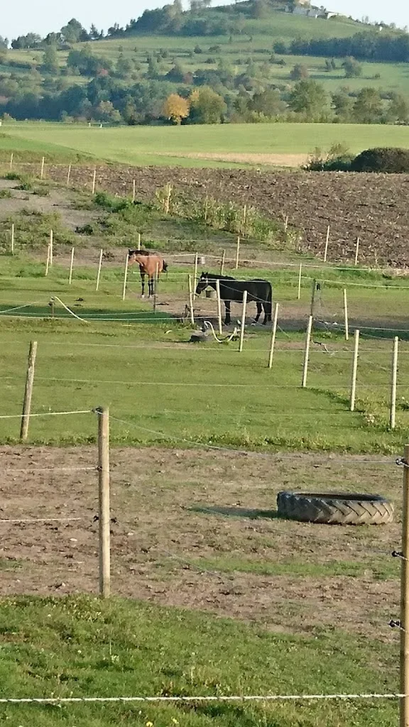 Pferdehof Riekert - photo 2
