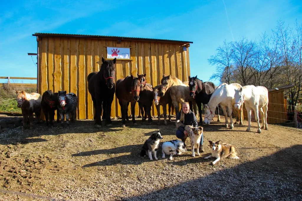 Horses and Dogs in Balance - Foto 1