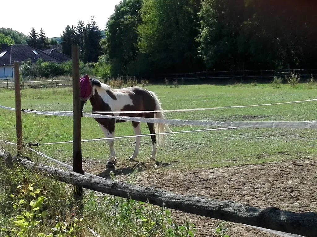 Reitanlage Burgunderhof - Foto 1