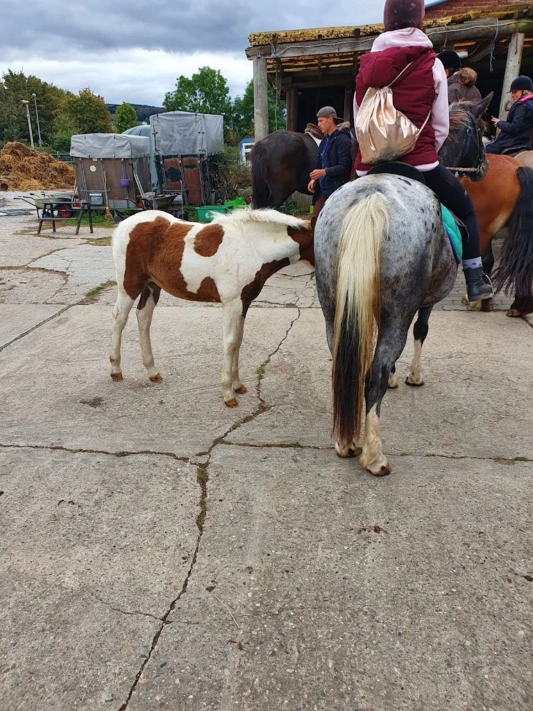 Jennys Ponyhof - photo 1