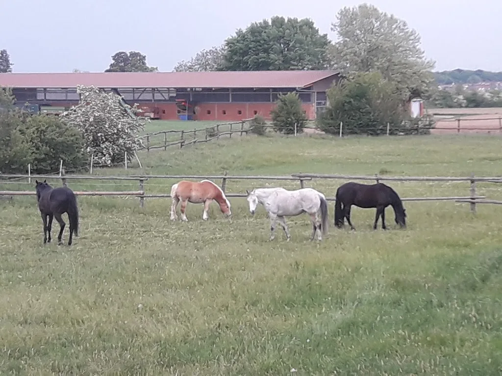 Reitanlage Römerhof - photo 2