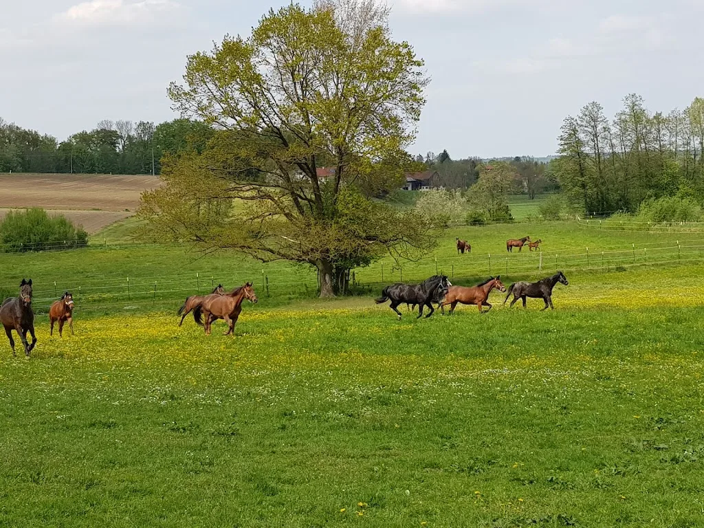 Gestüt Mutzenhof - Foto 1
