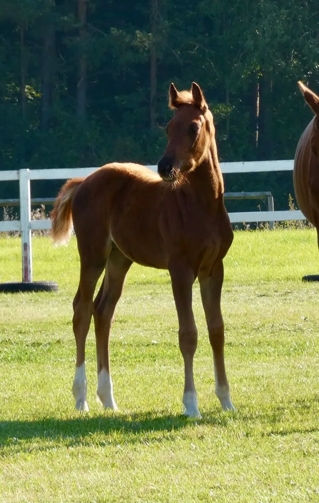 Reitanlage Metzner Cottenbach - photo 2