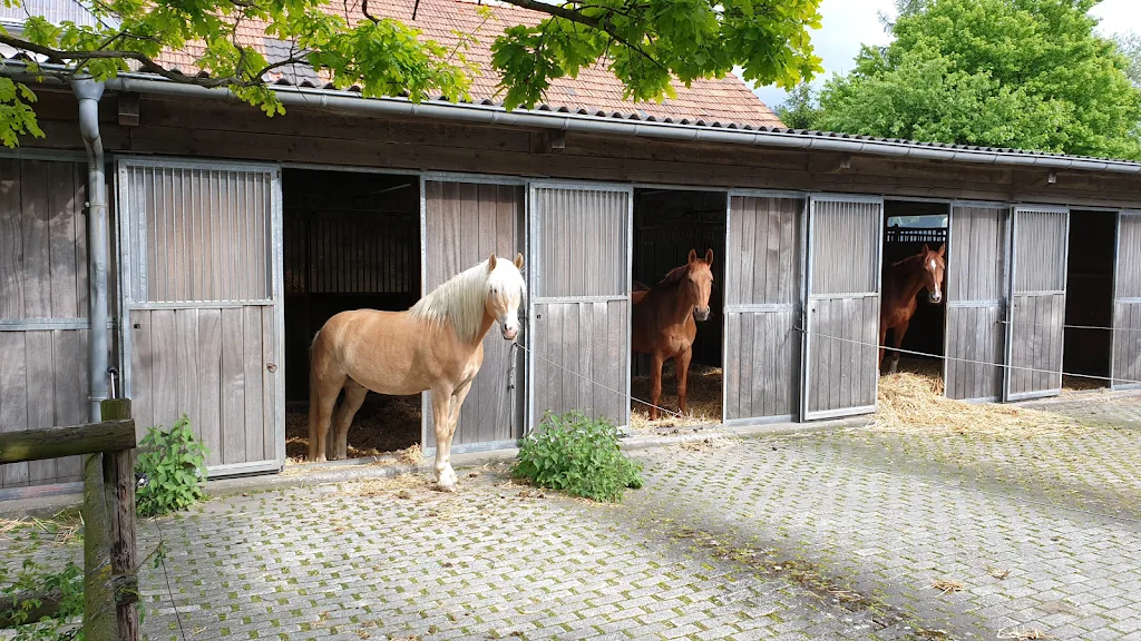 Reitbetrieb Walter & Florian Lutter GmbH - Foto 2