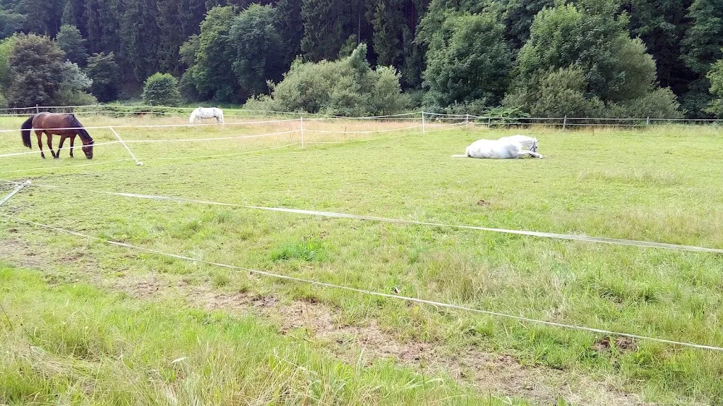 Reitbetrieb Walter & Florian Lutter GmbH - Foto 3