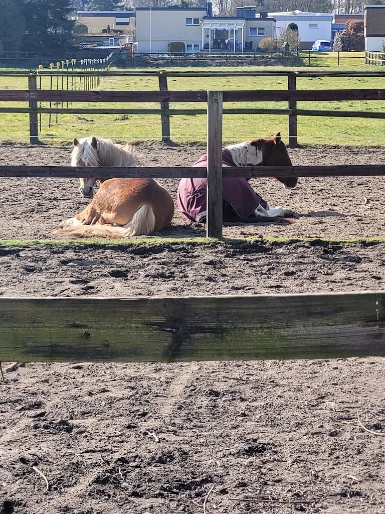 Döring Quarterhorse - photo 3