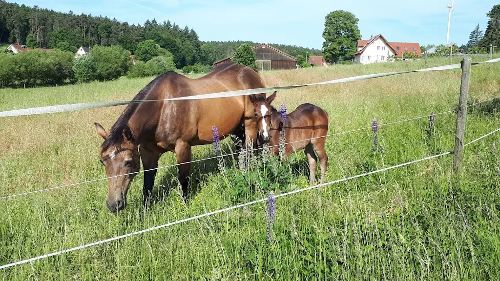 Steigerwald Ranch - Foto 2