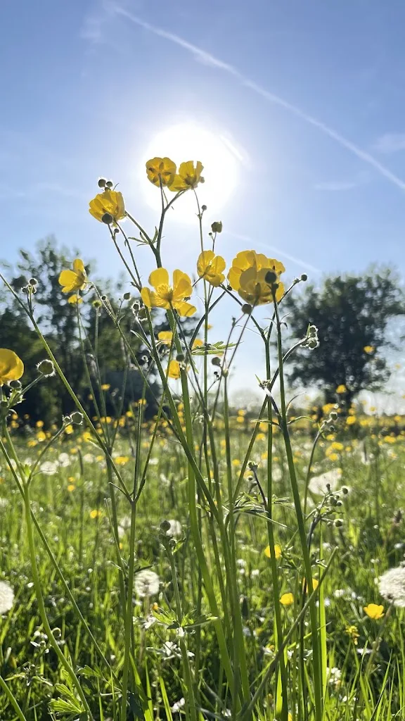 Koljas Ponyhof - Foto 2
