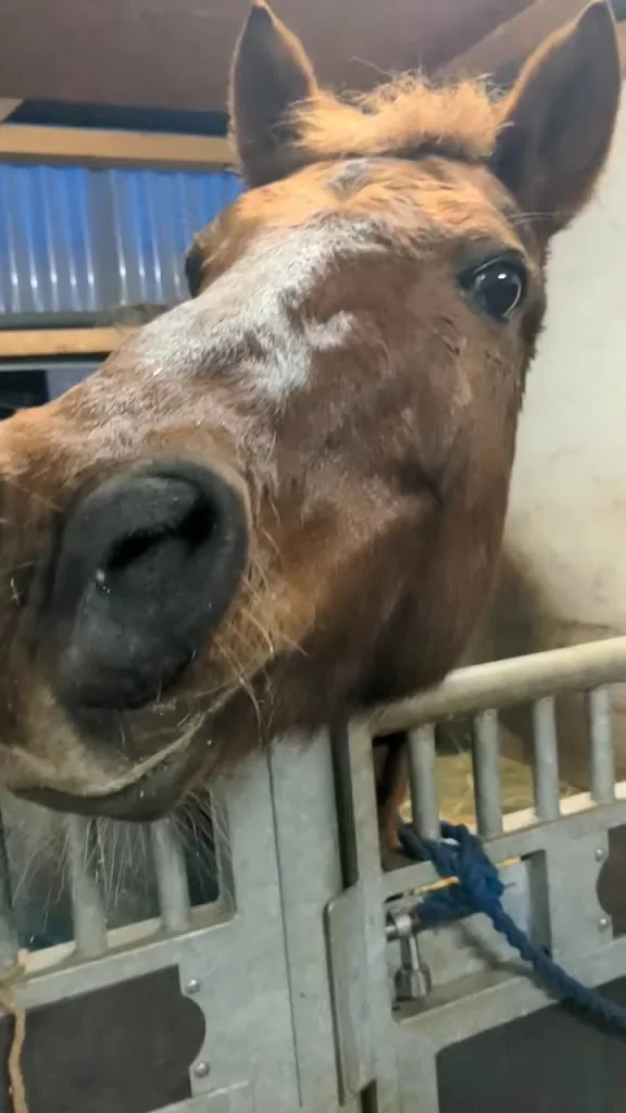 Reitanlage zum Schönblick GbR - Foto 1