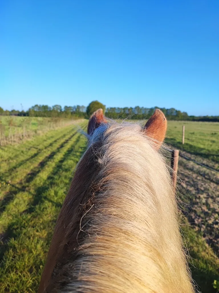 Reitanlage Matthiesen - Foto 1