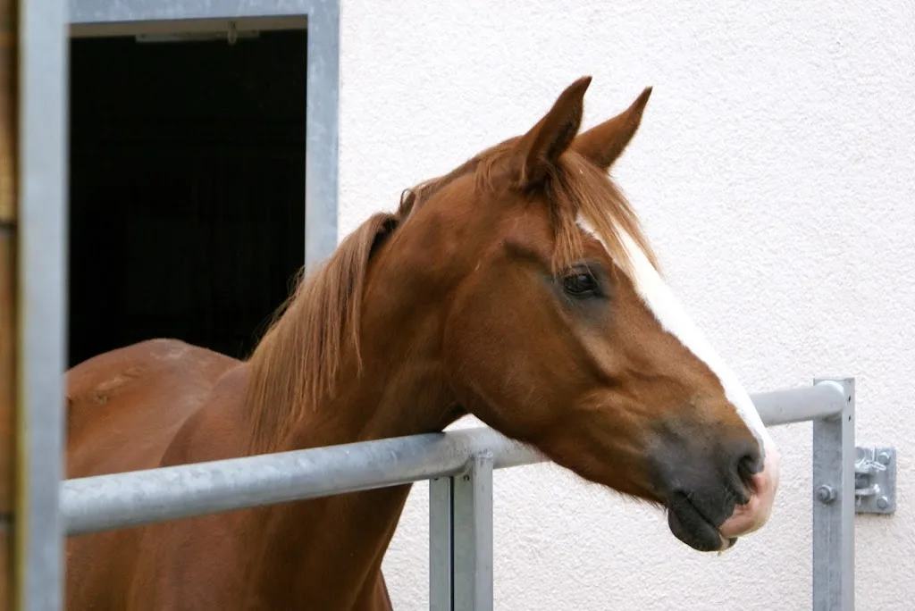 Reitanlage am Christinenhof - Foto 1