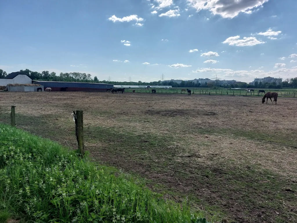 Reitanlage am Esserhof - Foto 1