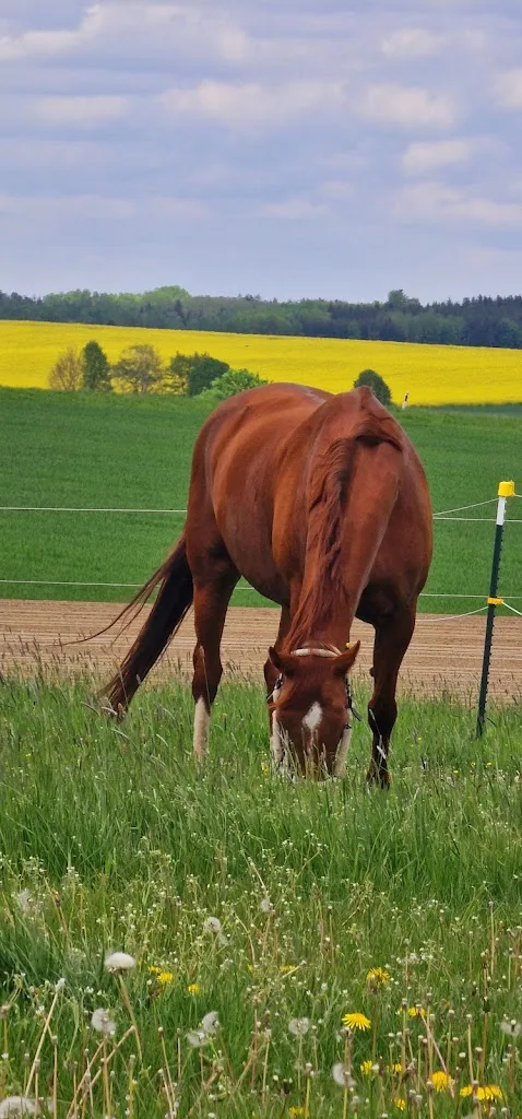 Reitanlage Adelshofen - Foto 1