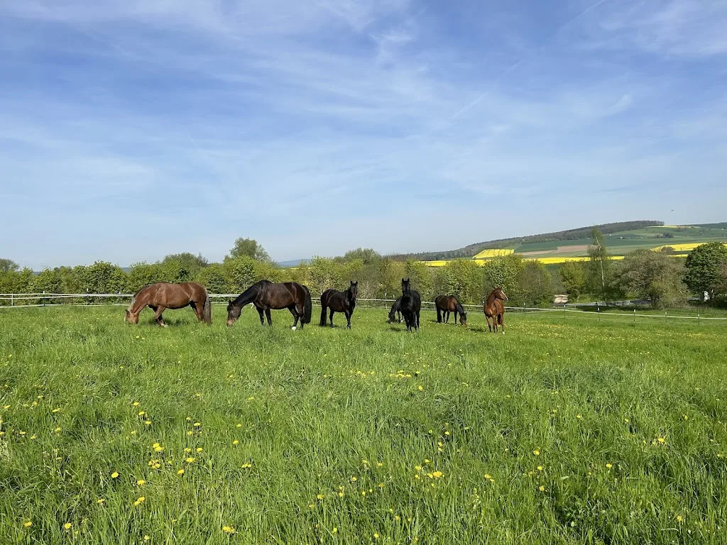 Pferdehof Wiesenblick - photo 2