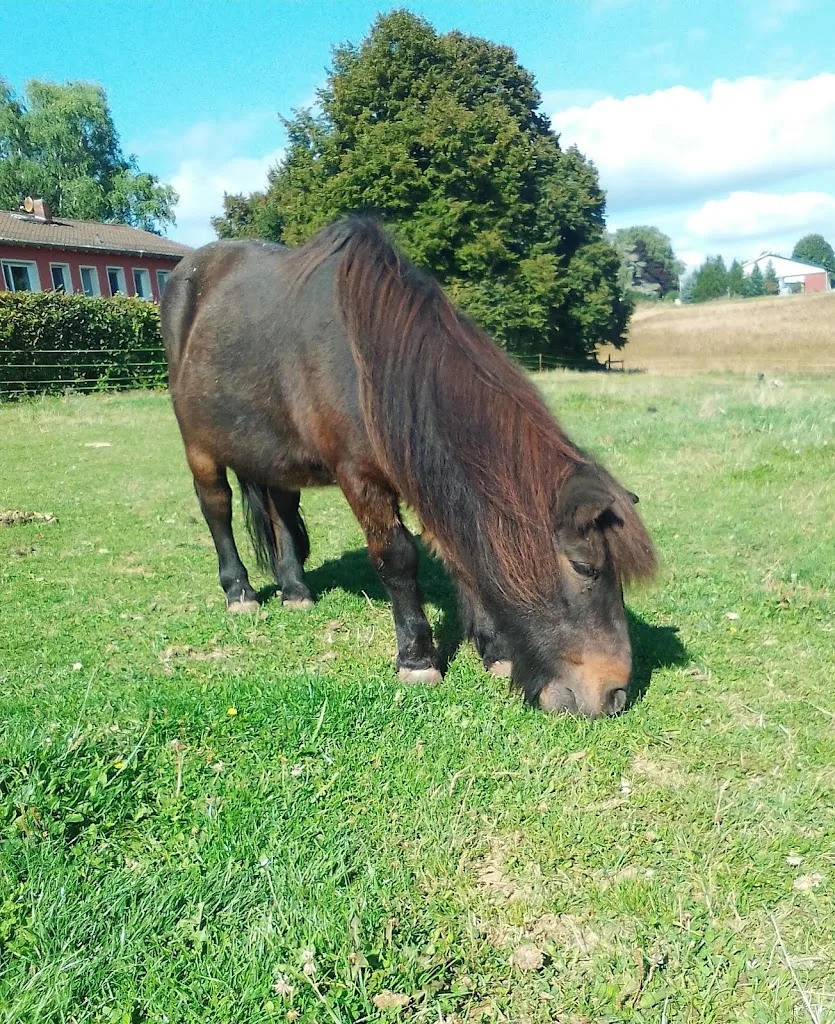 Easy Horse Farm - Reitschule und Reittherapie, Inh. Bianca Braun - photo 1