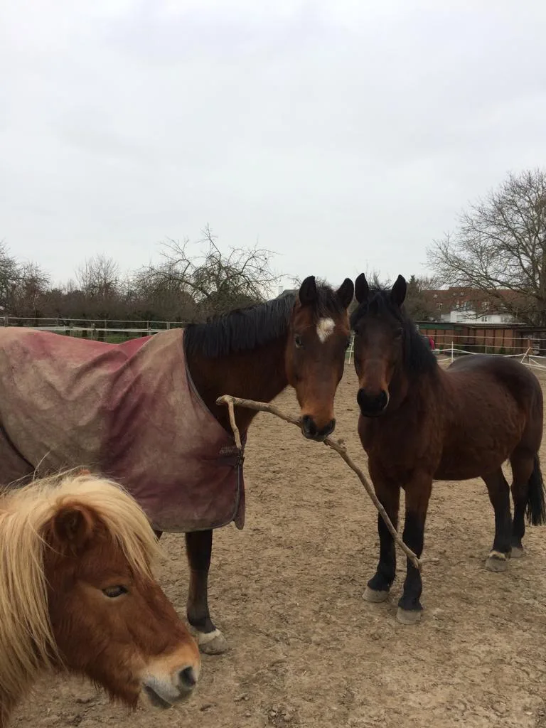 Easy Horse Farm - Reitschule und Reittherapie, Inh. Bianca Braun - photo 3