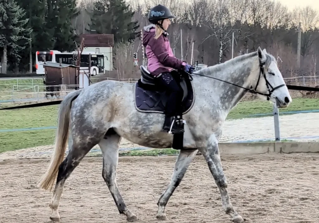 Gestüt- und Reitschule Inh. Ellen Beate Storrer - Foto 2