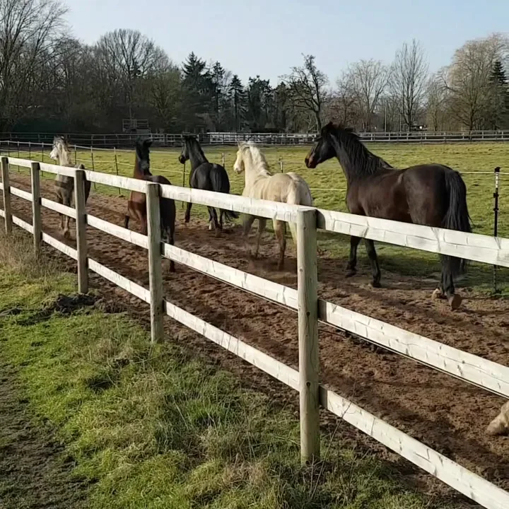 Pferdehof Mansie - photo 1